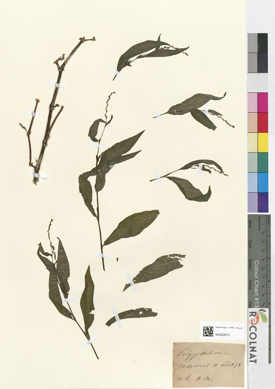 Polygonum dubium (Polygonaceae)