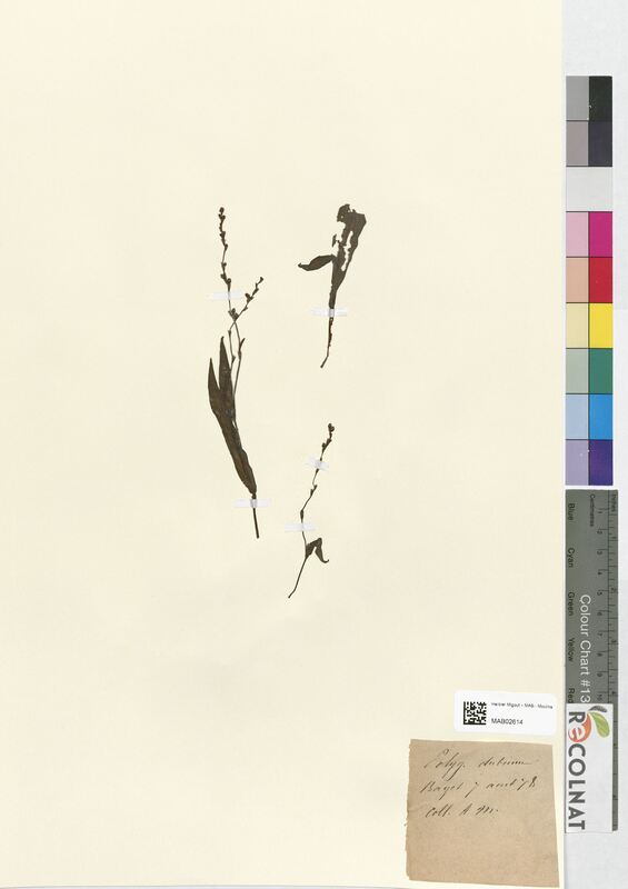 Polygonum dubium (Polygonaceae)