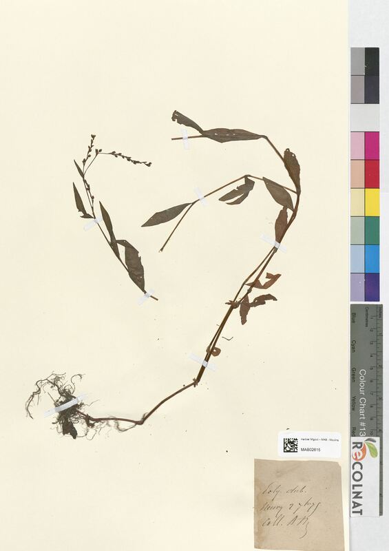 Polygonum dubium (Polygonaceae)