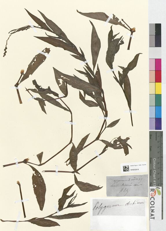 Polygonum dubium (Polygonaceae)