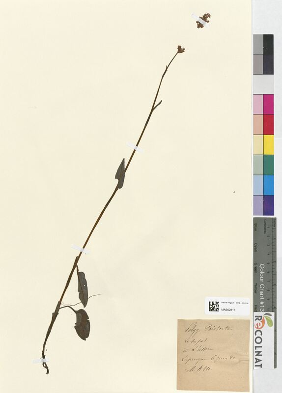 Polygonum bistorta (Polygonaceae)