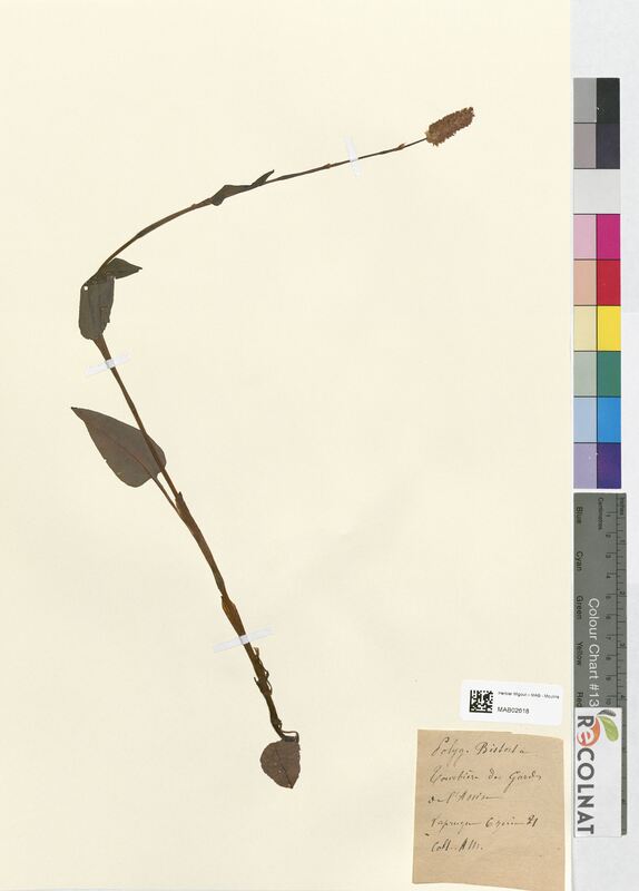 Polygonum bistorta (Polygonaceae)