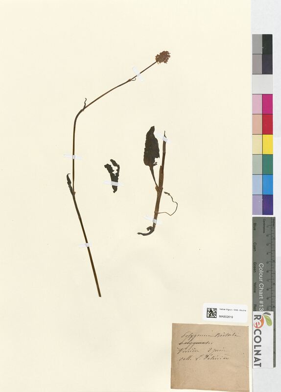 Polygonum bistorta (Polygonaceae)