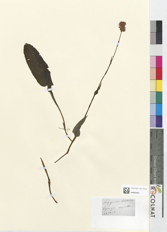 Polygonum bistorta (Polygonaceae)