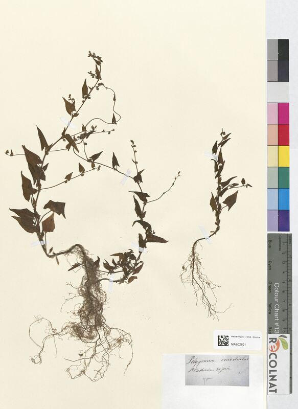 Polygonum convolvulus (Polygonaceae)