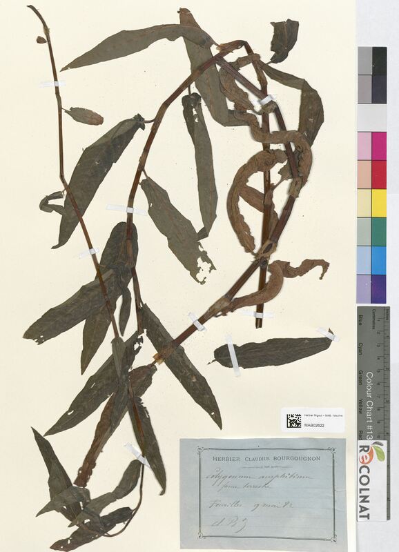 Polygonum amphibium (Polygonaceae)