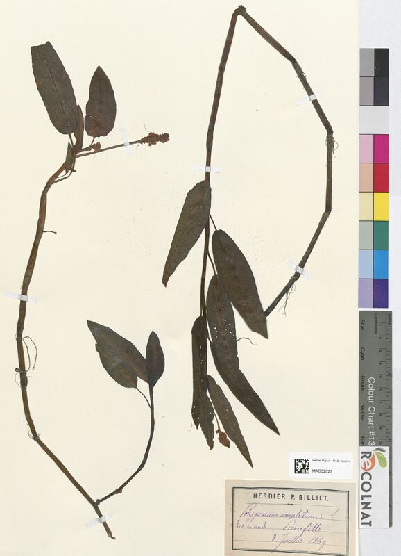 Polygonum amphibium (Polygonaceae)