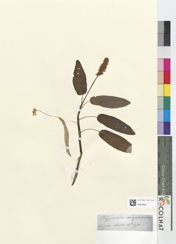 Polygonum amphibium (Polygonaceae)