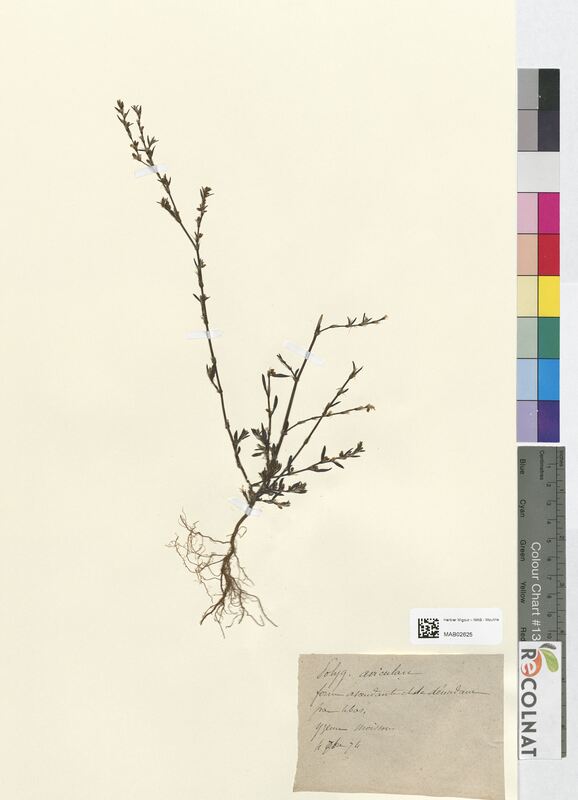 Polygonum aviculare (Polygonaceae)