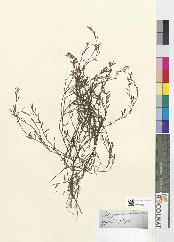 Polygonum aviculare (Polygonaceae)