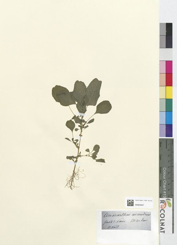 Amaranthus ascendens (Amaranthaceae)