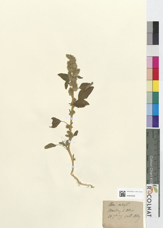 Amaranthus retroflexus (Amaranthaceae)