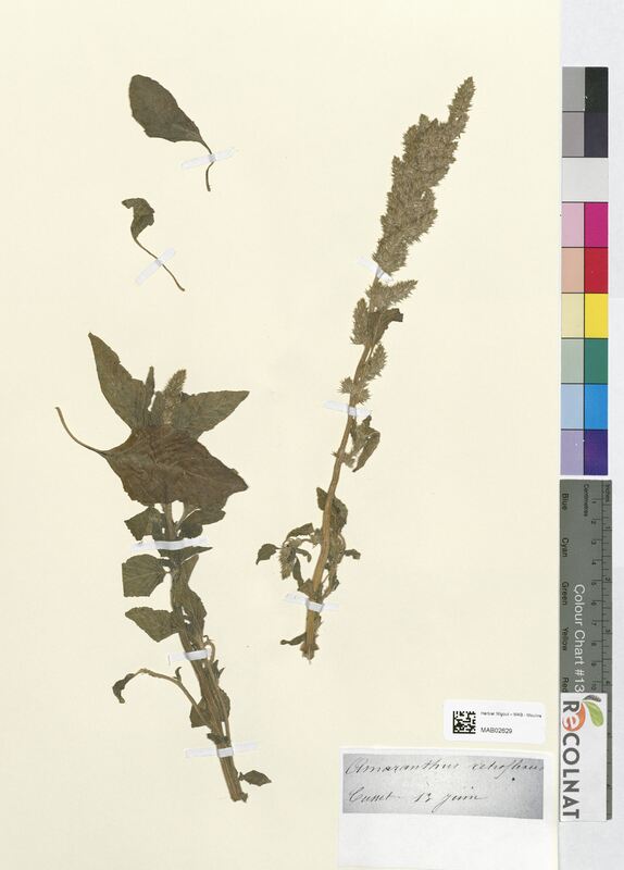 Amaranthus retroflexus (Amaranthaceae)