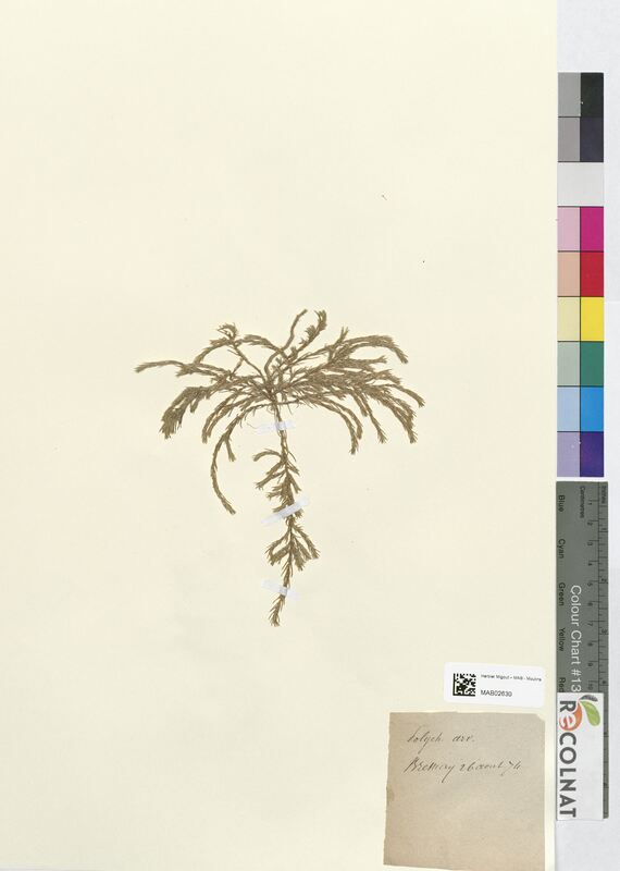 Polycnemum arvense (Amaranthaceae)