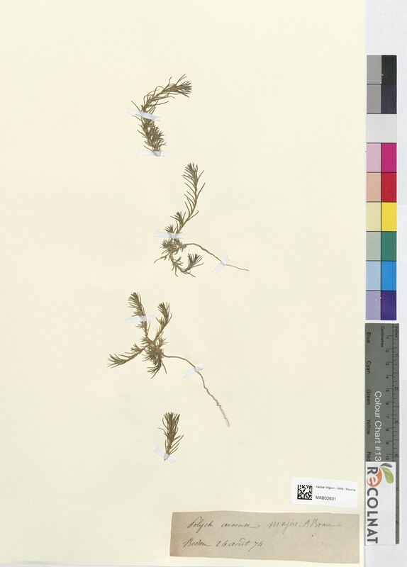 Polycnemum arvense (Amaranthaceae)