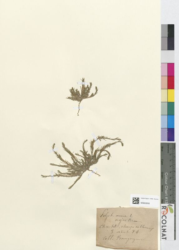 Polycnemum arvense (Amaranthaceae)