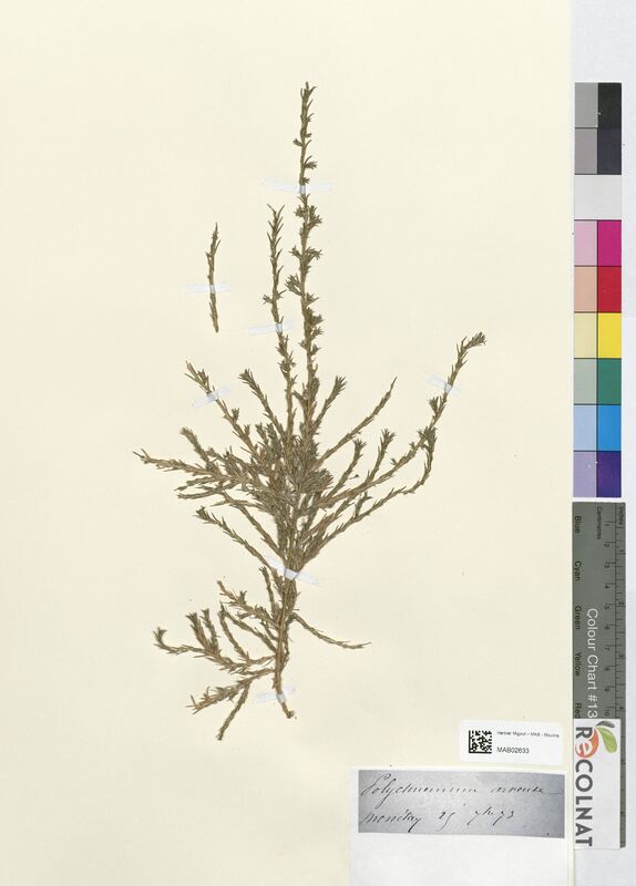 Polycnemum arvense (Amaranthaceae)