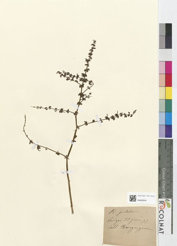 Rumex pulcher (Polygonaceae)
