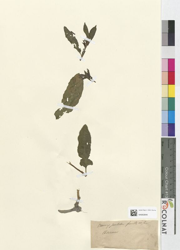 Rumex pulcher (Polygonaceae)