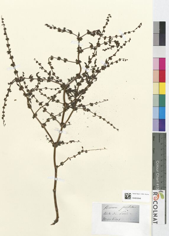 Rumex pulcher (Polygonaceae)