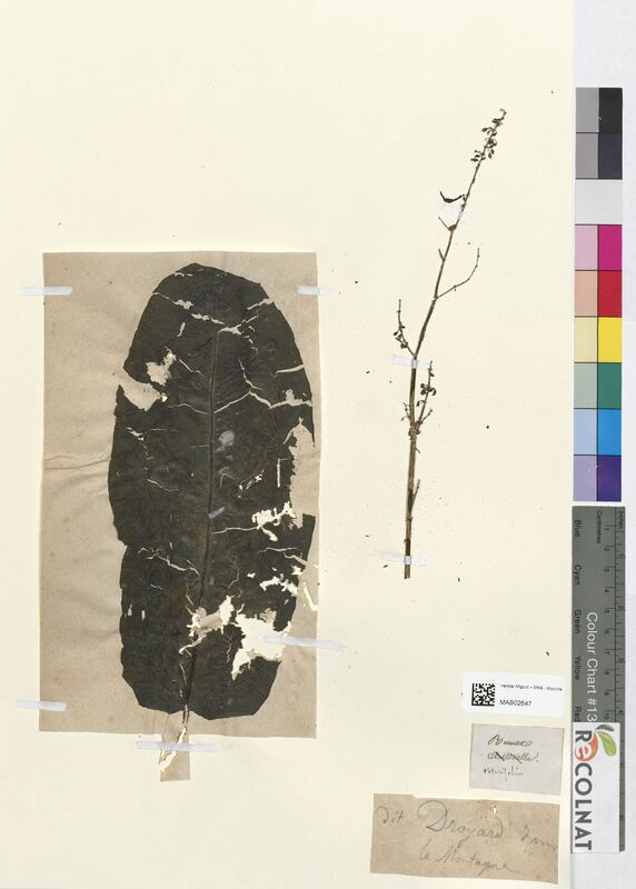 Rumex obtusifolius (Polygonaceae)