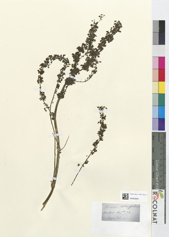 Rumex obtusifolius (Polygonaceae)