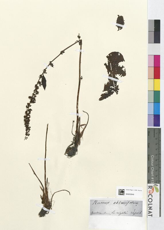Rumex obtusifolius (Polygonaceae)