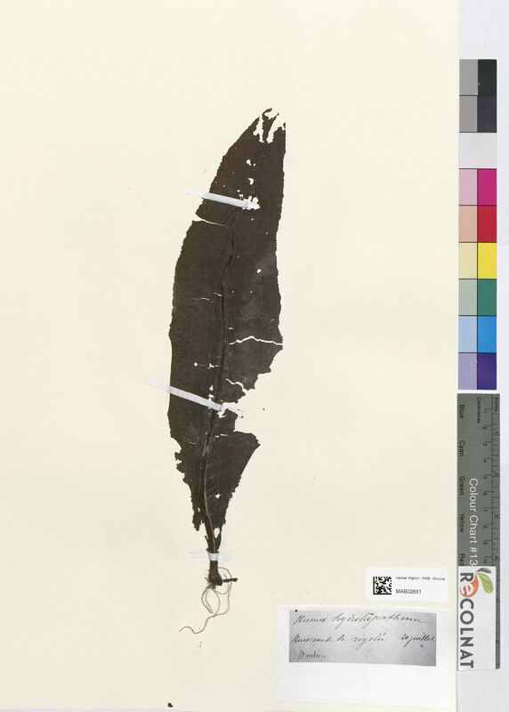 Rumex hydrolapathum (Polygonaceae)