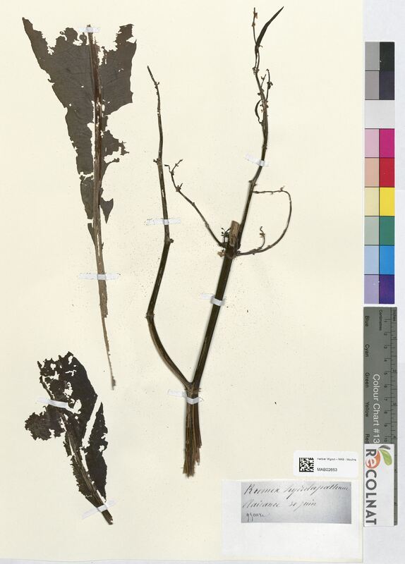 Rumex hydrolapathum (Polygonaceae)