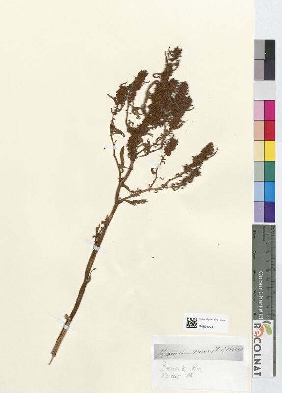 Rumex maritimus (Polygonaceae)