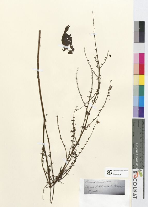 Rumex nemorosus (Polygonaceae)