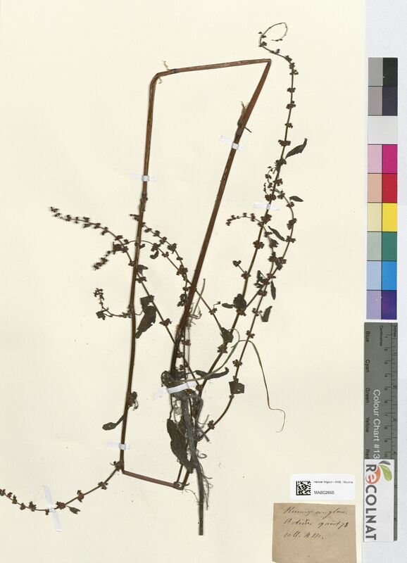 Rumex conglomeratus (Polygonaceae)