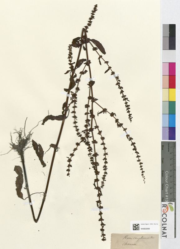 Rumex conglomeratus (Polygonaceae)