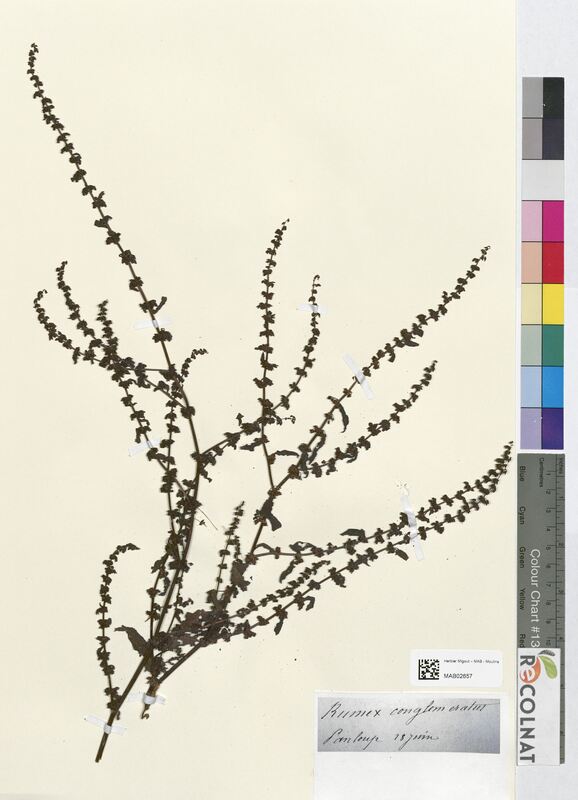 Rumex conglomeratus (Polygonaceae)