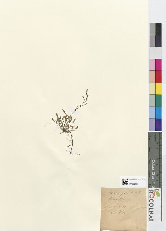 Rumex acetosella (Polygonaceae)