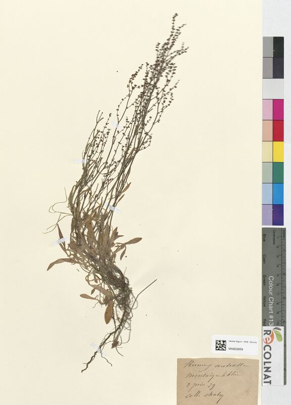 Rumex acetosella (Polygonaceae)