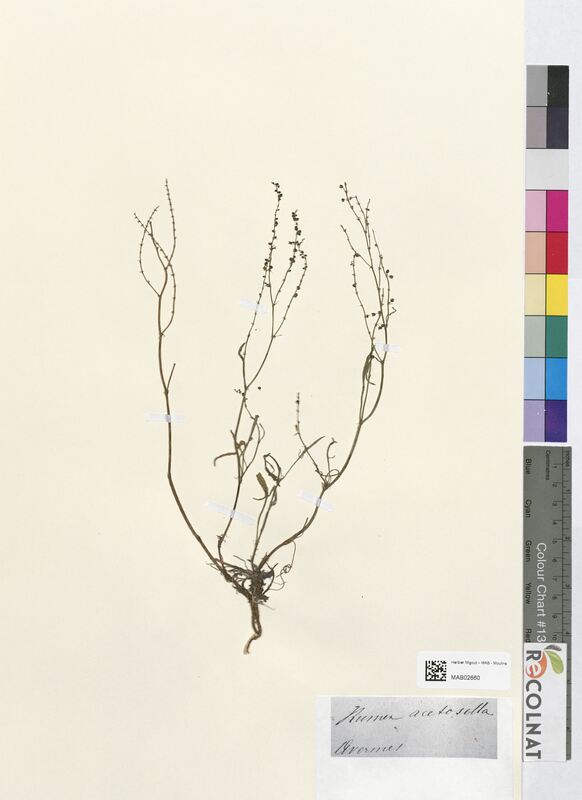 Rumex acetosella (Polygonaceae)