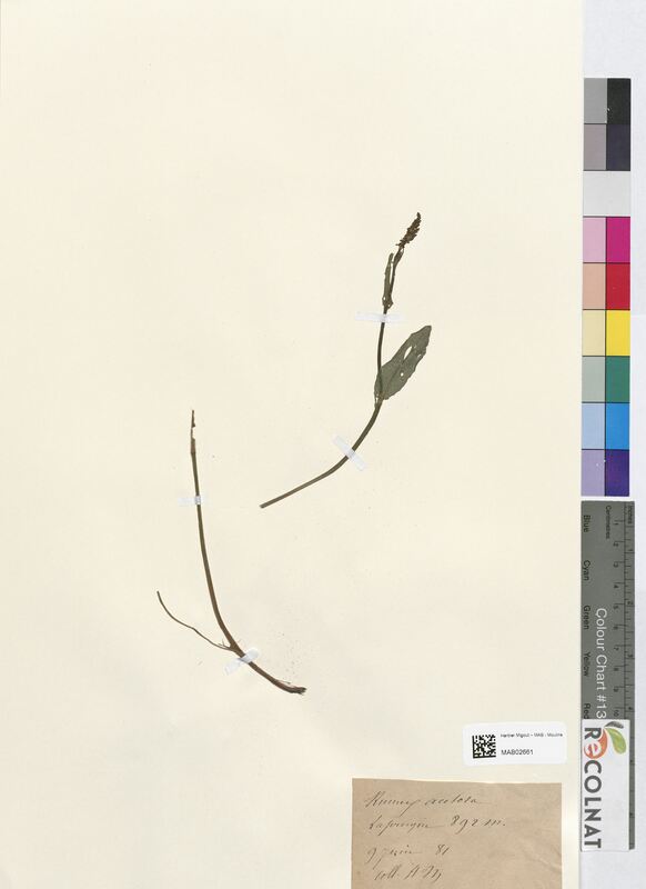 Rumex acetosa (Polygonaceae)