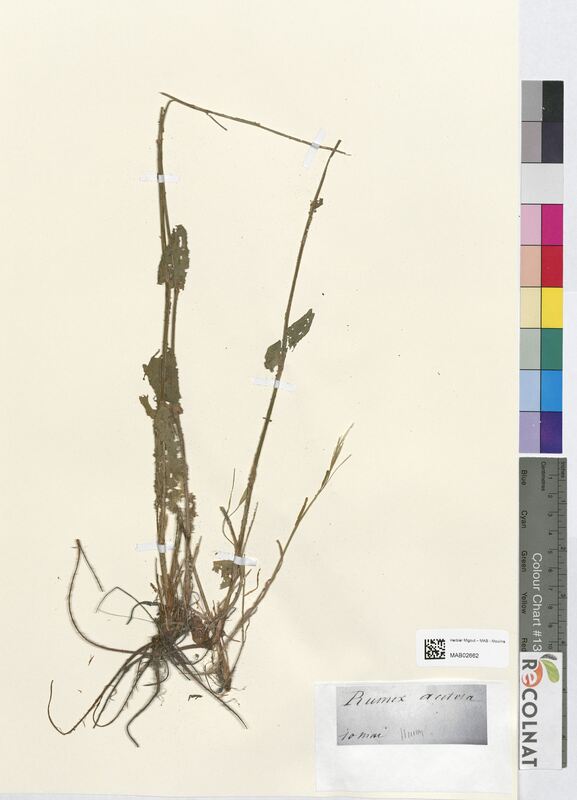 Rumex acetosa (Polygonaceae)