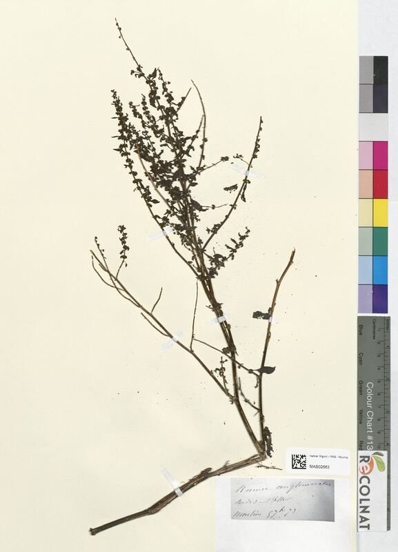 Rumex conglomeratus (Polygonaceae)