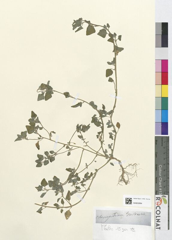 Chenopodium vulvaria (Amaranthaceae)