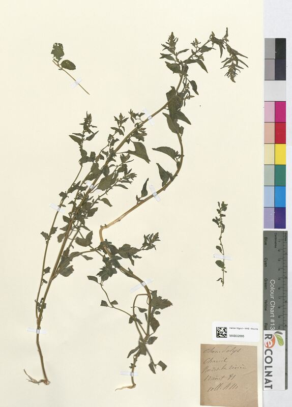 Chenopodium polyspermum (Amaranthaceae)