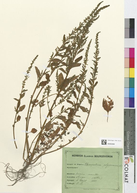 Chenopodium polyspermum (Amaranthaceae)