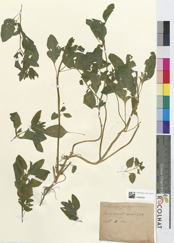 Chenopodium polyspermum (Amaranthaceae)