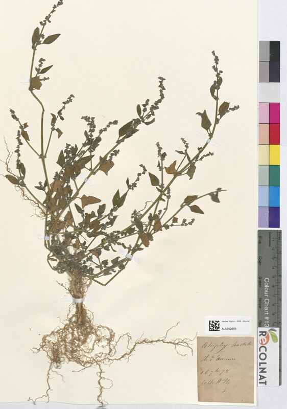 Atriplex hastata (Amaranthaceae)