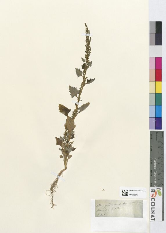 Chenopodium intermedium (Amaranthaceae)