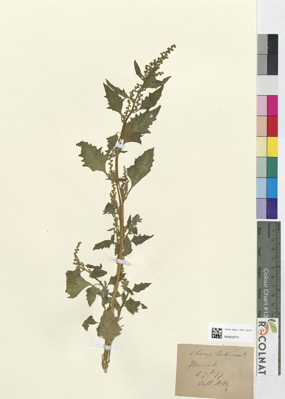 Chenopodium intermedium (Amaranthaceae)