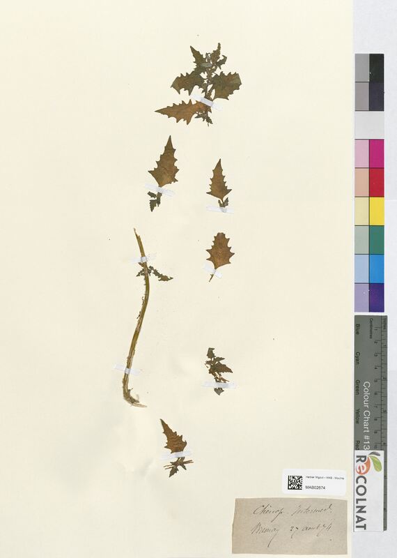 Chenopodium intermedium (Amaranthaceae)