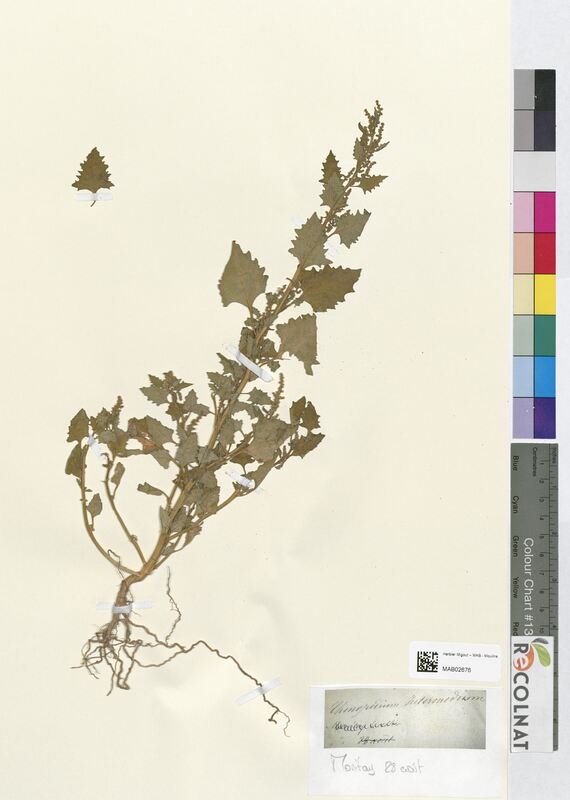 Chenopodium intermedium (Amaranthaceae)