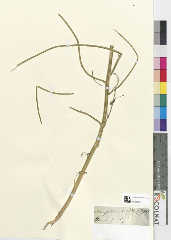 Chenopodium viride (Amaranthaceae)